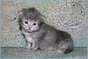 Male Siberian Kitten from Deedlebug Siberian